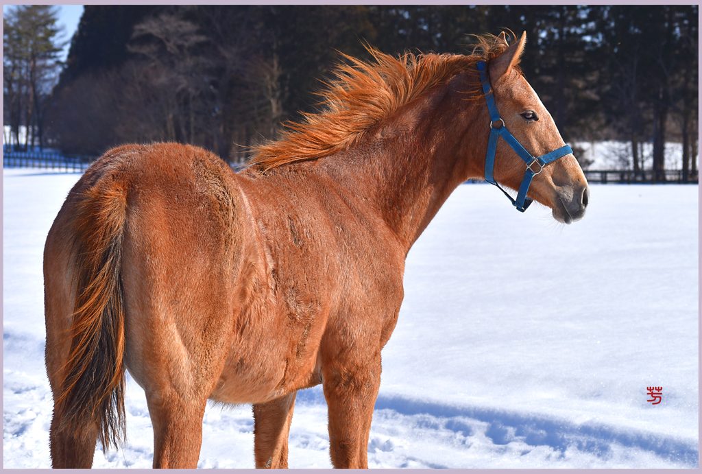 「2019　まきば春風」