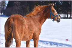 「2019　まきば春風」