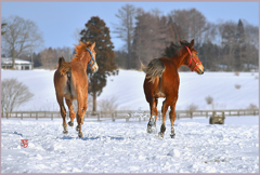 「2019　まきば駆け足」
