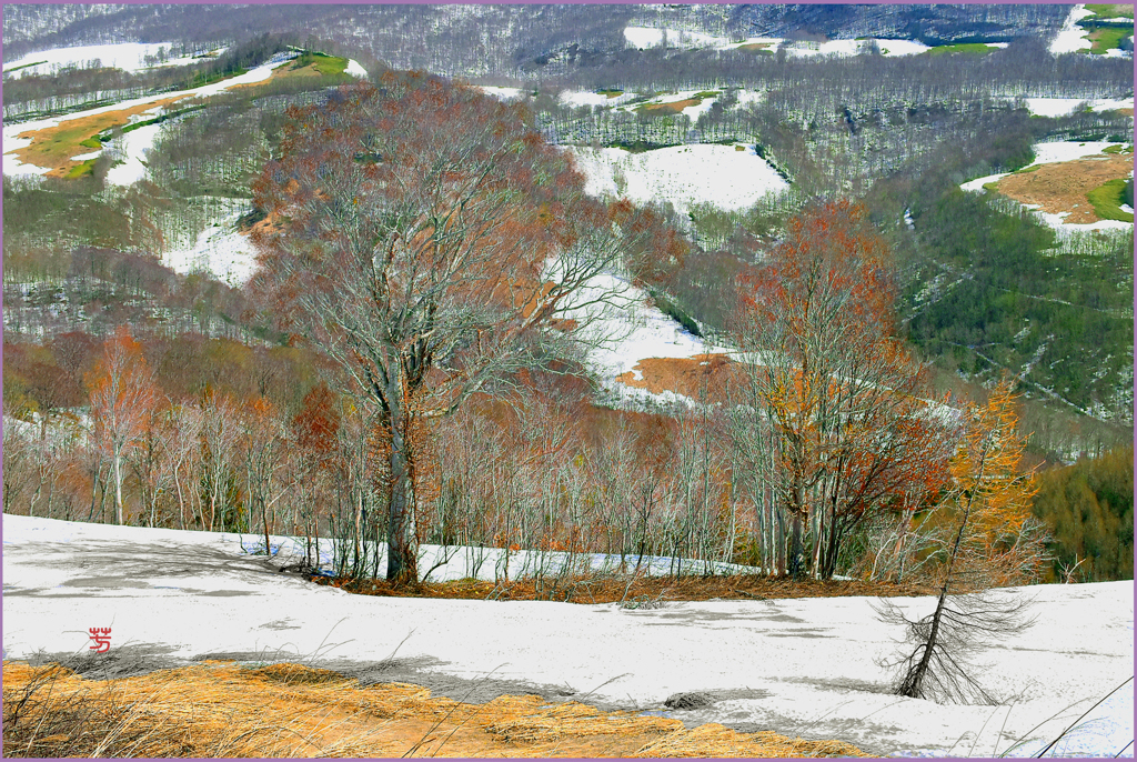 北八甲田山.息吹