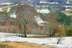 北八甲田山.息吹