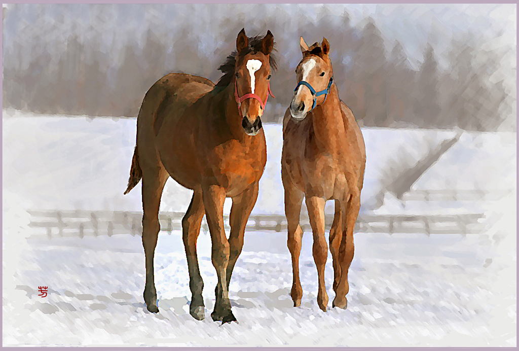 「2019　まきばの若仔馬 Ⅲ」