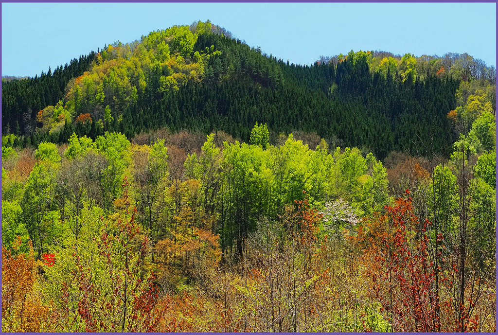 「若葉萌ゆる」