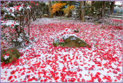 「雪に香る .感涙」
