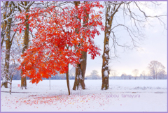 「初雪 の翌日 ２」　