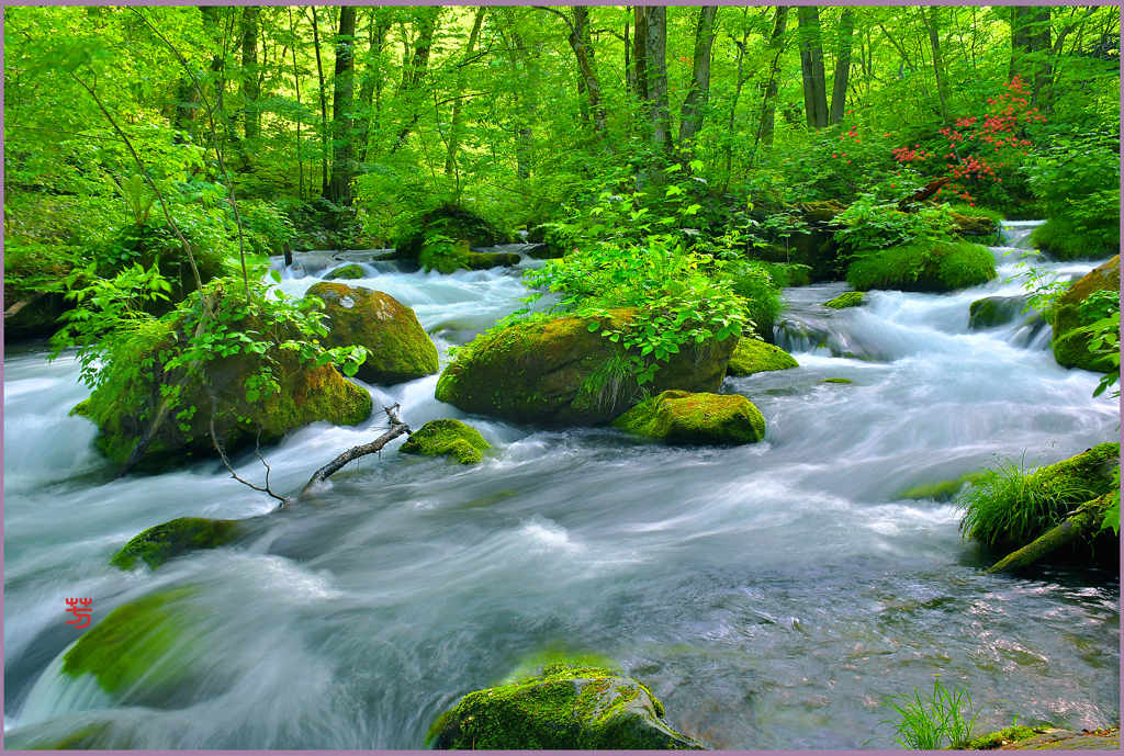 山ツツジ咲く.上阿修羅　7