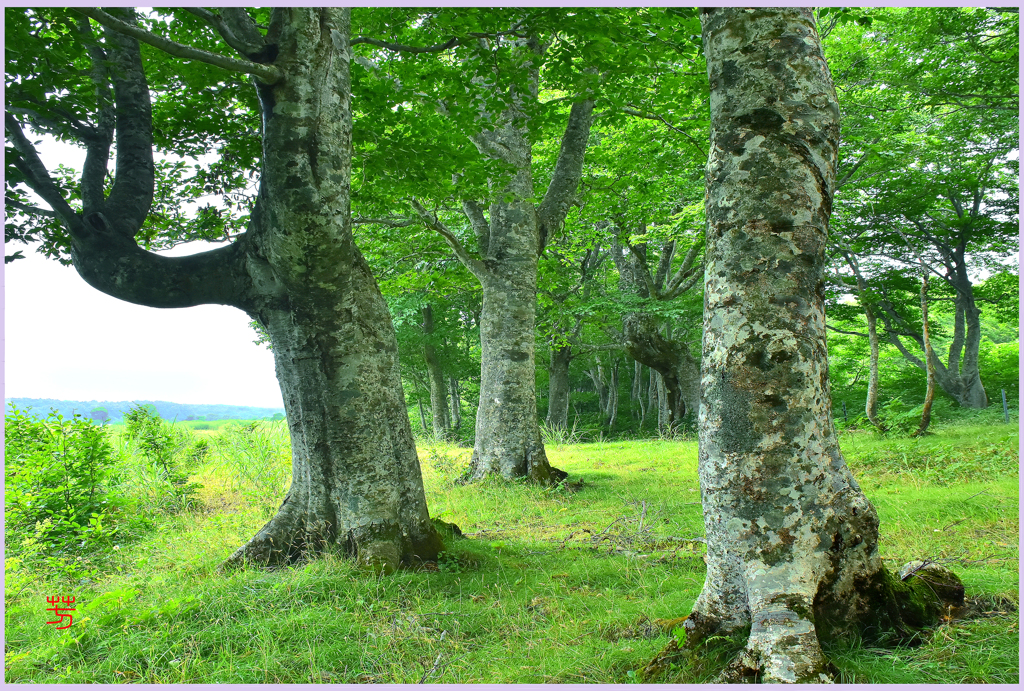 ＠　新緑のブナ林