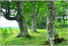 ＠　新緑のブナ林