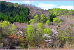 里山春化粧　Ⅰ