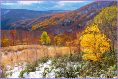 「雪紅葉Ⅱ」