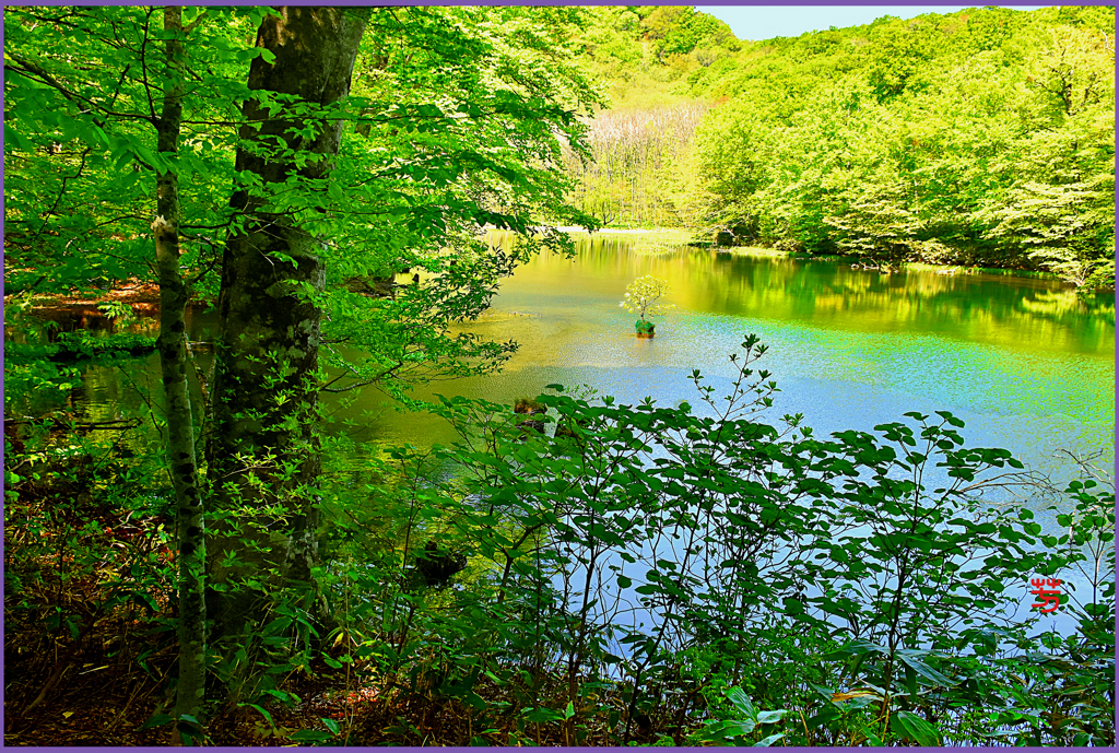 蔦.　菅沼の春彩