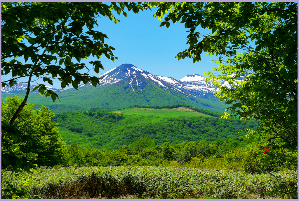 「新緑の八甲田山」