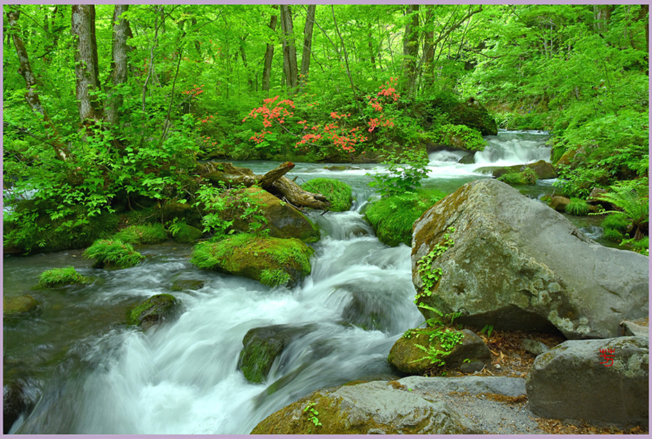  奥入瀬「ツツジ咲く.上阿修羅の流れ」