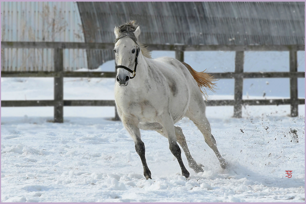 まきば駆ける Ⅱ