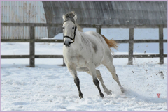 まきば駆ける Ⅱ
