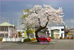 七戸庁舎の桜大樹