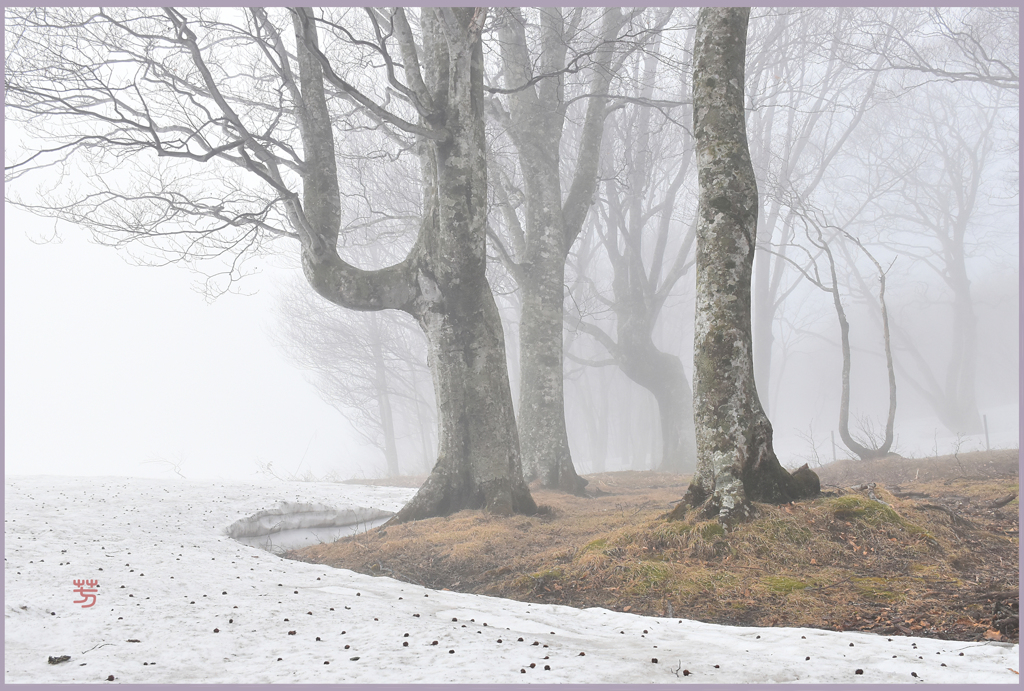 残雪のブナ林　Ⅲ