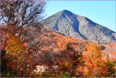 北八甲田山中腹域紅葉