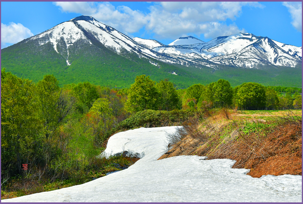 「残雪に映える新緑」
