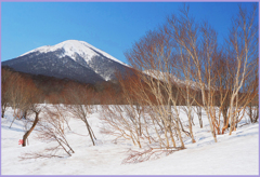 八甲田山.田代平高原「樺と雛岳」