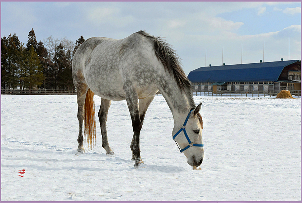 @　　　　　　　雪上の冠馬
