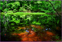 鏡面.緑と赤葉の沼