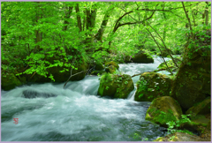 奥入瀬　「新緑の阿修羅の流れ」Ⅱ