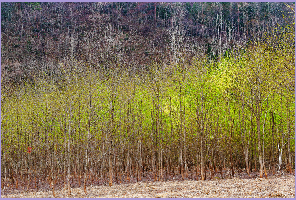 八甲田山隧道「萌黄2」