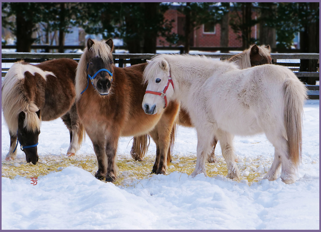 「あるまきばにて」