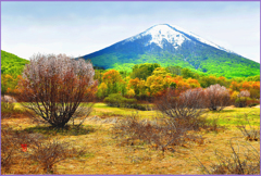 雛岳.春紅葉　Ⅲ