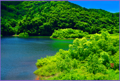 和田ダム湖.初夏  2