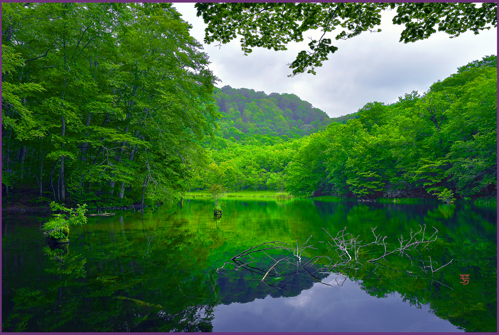 「新緑.神秘の菅沼」