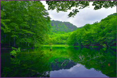 「新緑.神秘の菅沼」