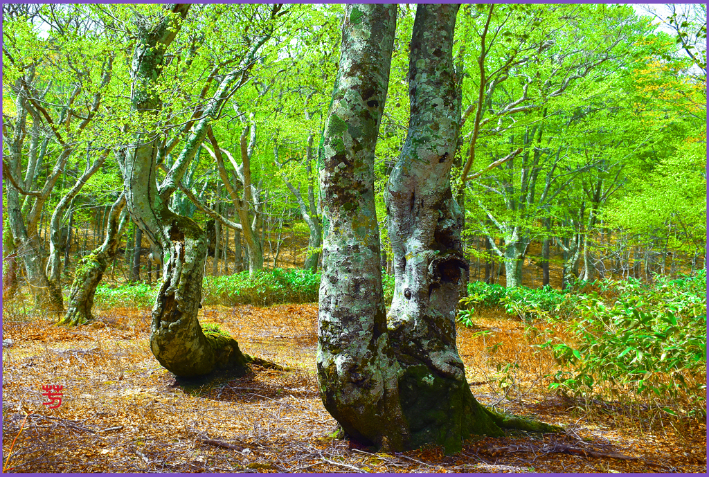 八甲田山.ブナ若葉　Ⅴ