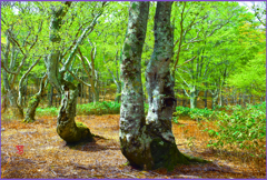 八甲田山.ブナ若葉　Ⅴ