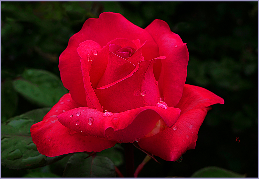「紅薔薇」