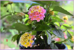 我が家のランタナ