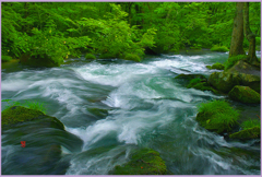 奥入瀬　華麗. 三乱れの流れ