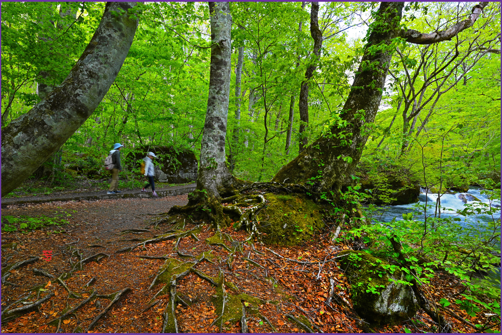 「奥入瀬遊歩道」