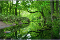 奥入瀬.水鏡 Ⅱ