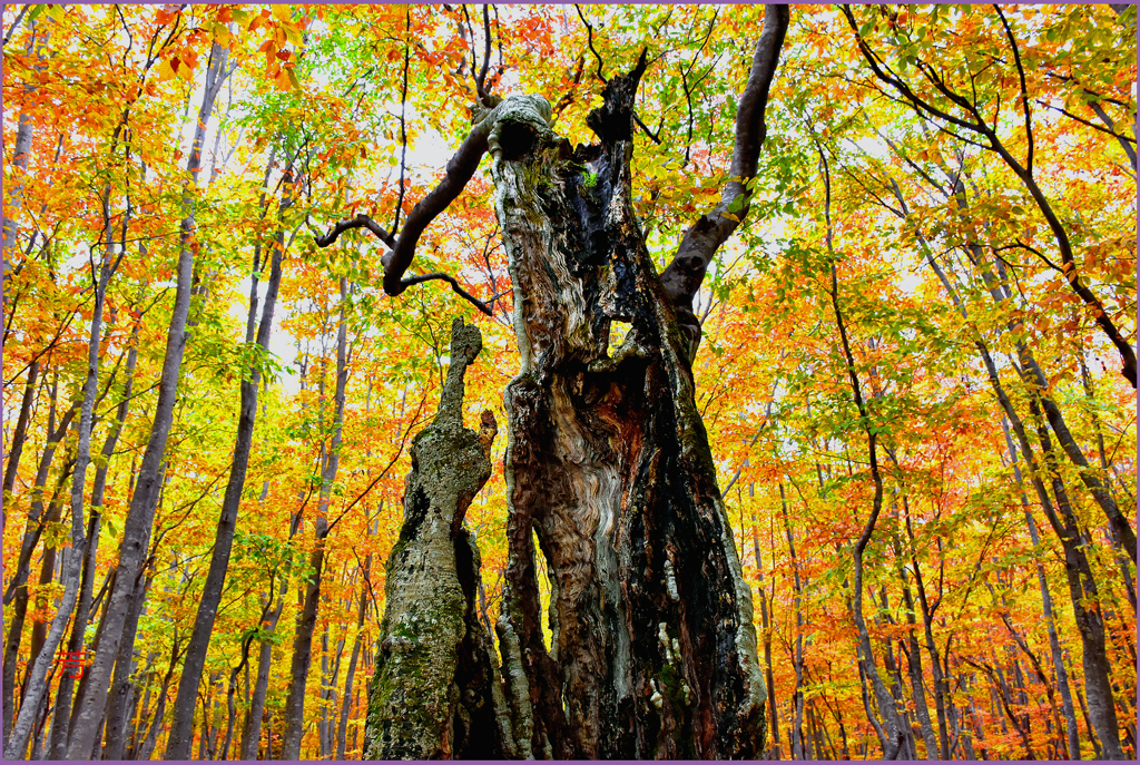 @　 新ハロウィン星人