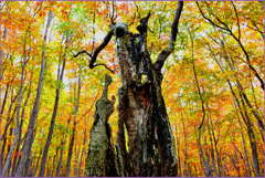 @　 新ハロウィン星人