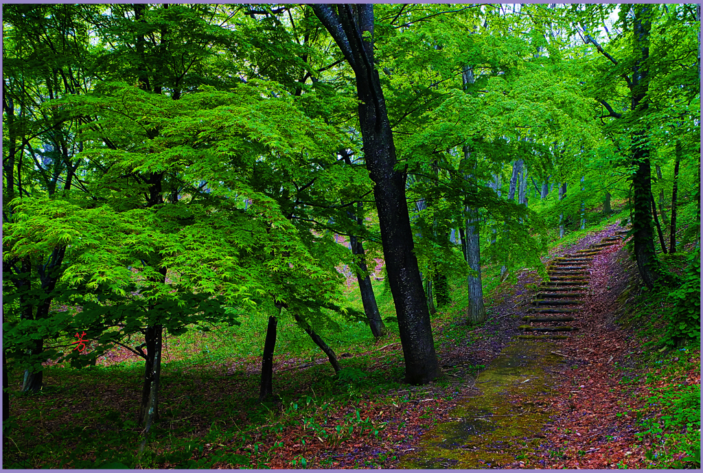 「新緑の小道」