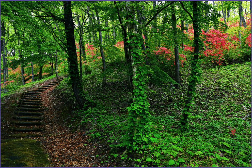 「展望台への上り坂」