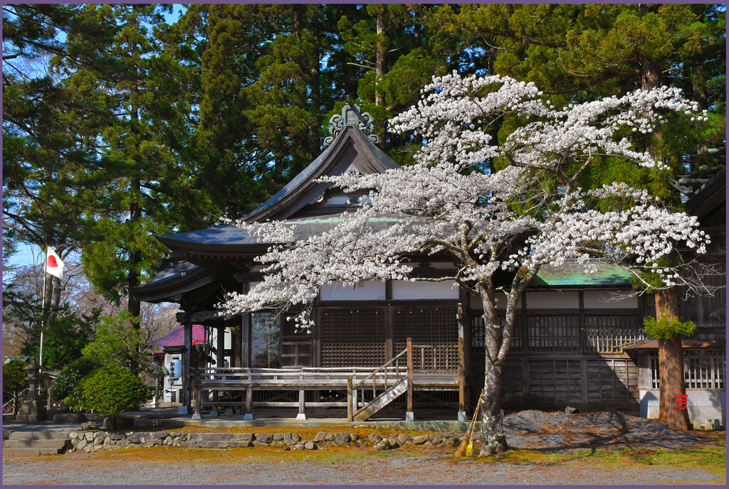 「桜満開.縁日2」