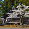 「桜満開.縁日2」