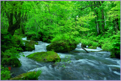  奥入瀬「万緑の奥瀬」