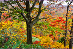 八甲田山「雛岳紅葉」