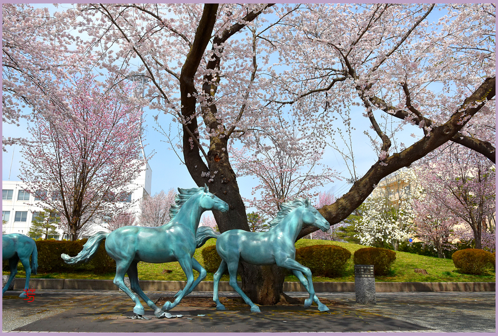 十和田市　駒街道「桜駒」日本の道百選　　　　　　