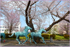 十和田市　駒街道「桜駒」日本の道百選　　　　　　